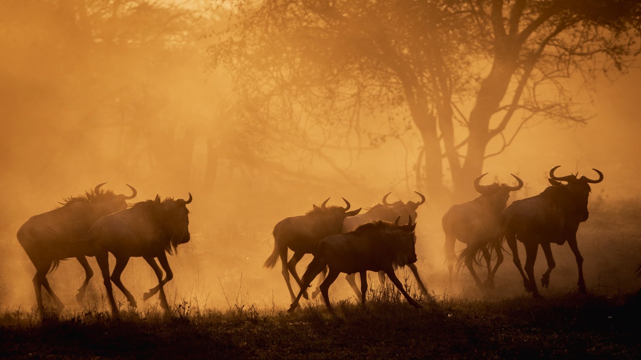 Game Drives