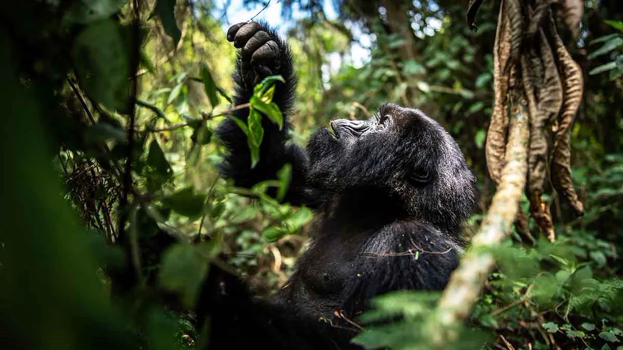 Gorilla Trekking
