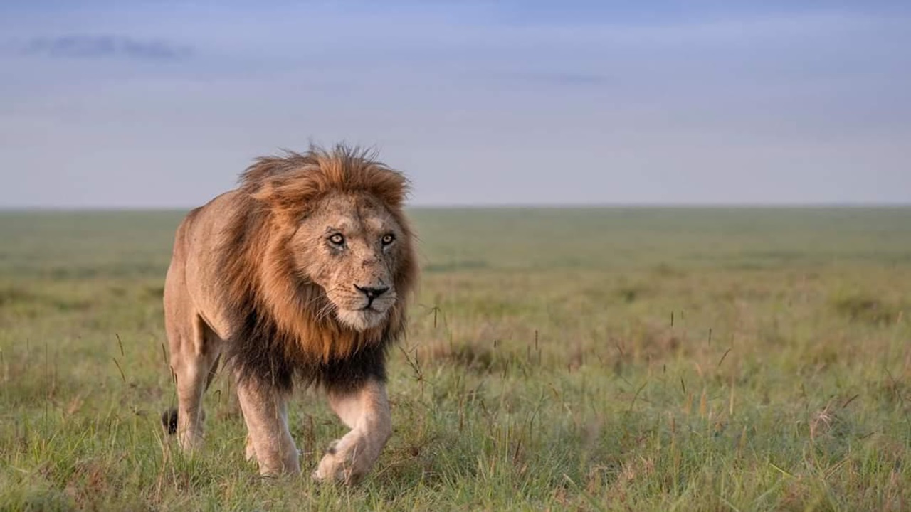 Safari