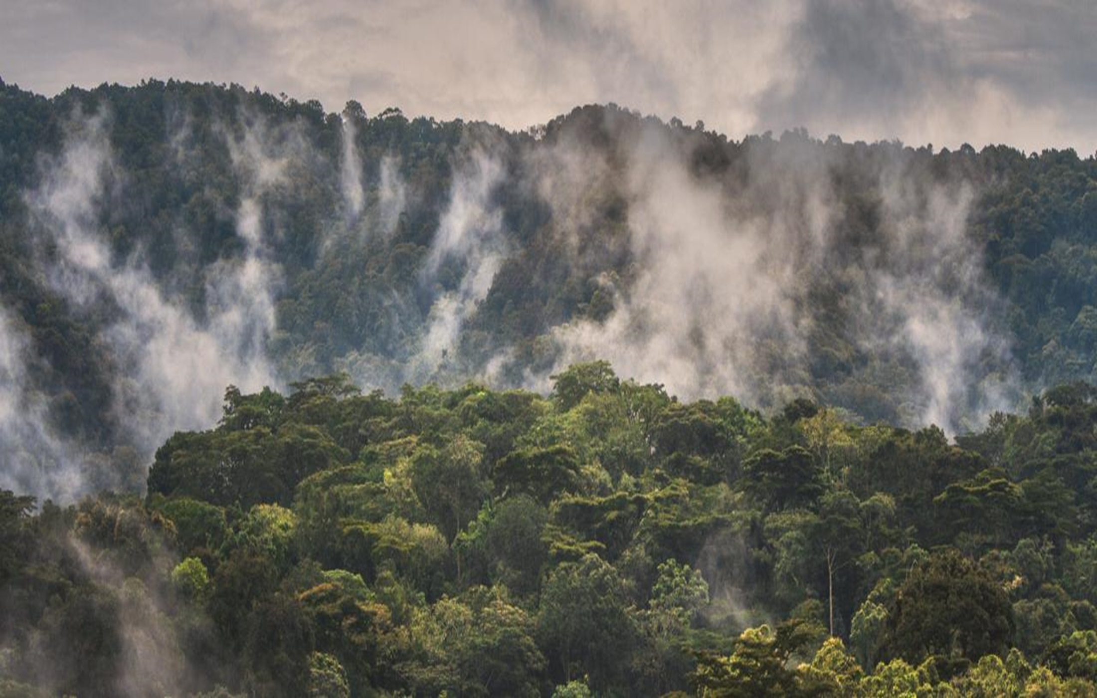Bwindi Impenetrable National Park