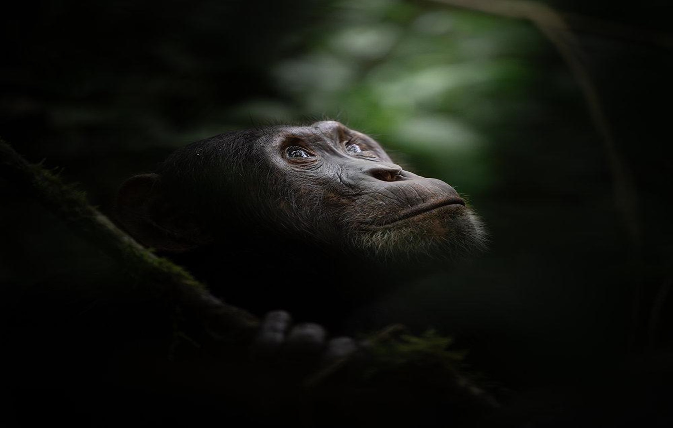 Kibale National Park